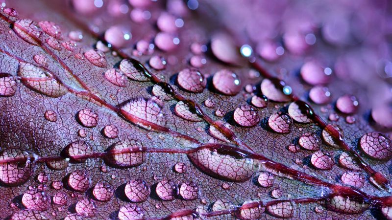 Water Drops, Leaves, 4K, 5K (horizontal)