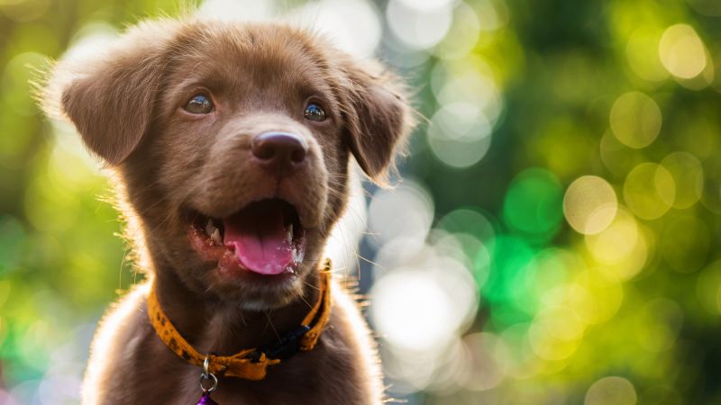 Funny animals, Dog, Puppy, 6K (horizontal)