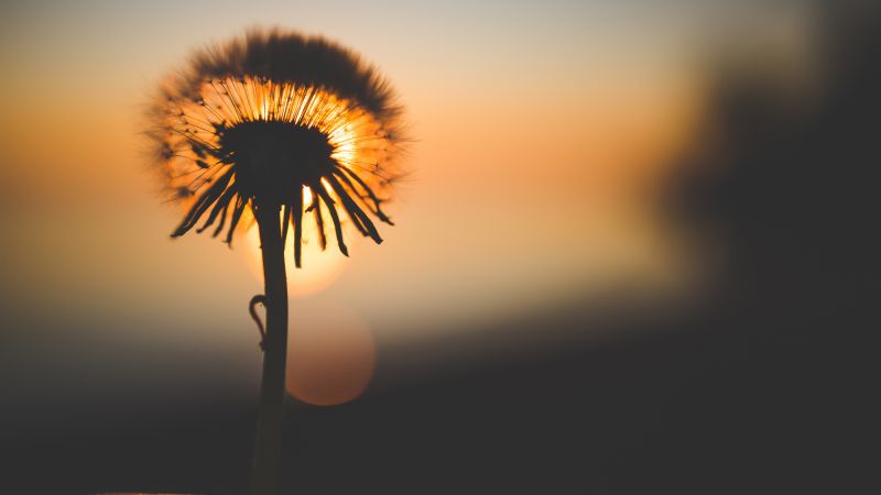 Flower, bokeh, macro, 5K (horizontal)