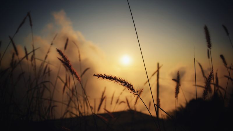 Field, bokeh, macro, 4K, 6K (horizontal)