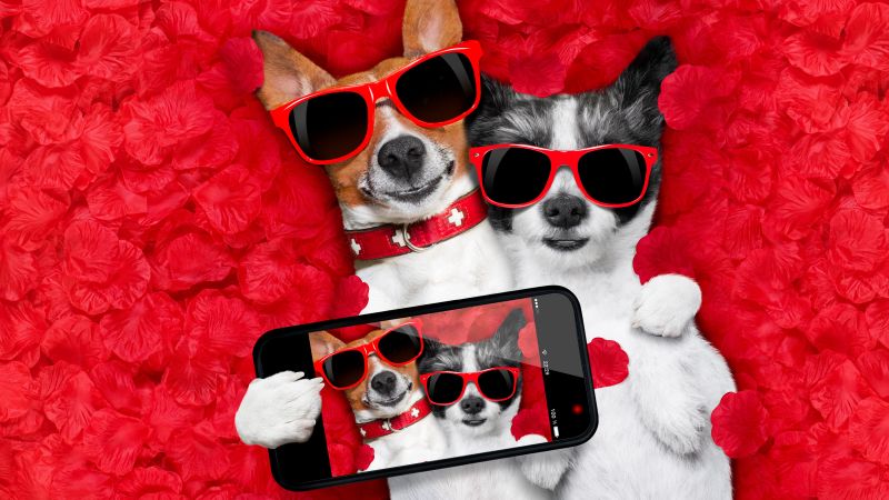 Dog, funny animals, 6K (horizontal)