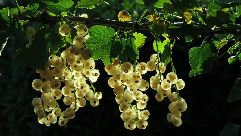 white currant, green, leaf, 4K (horizontal)