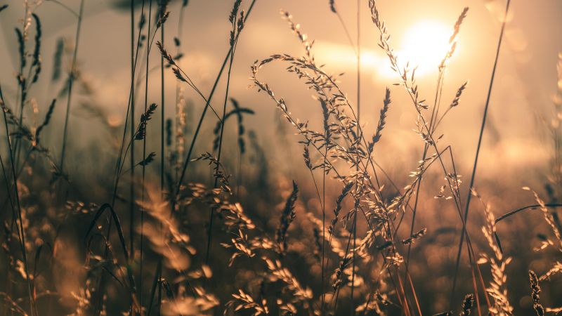 field, macro, 4K (horizontal)