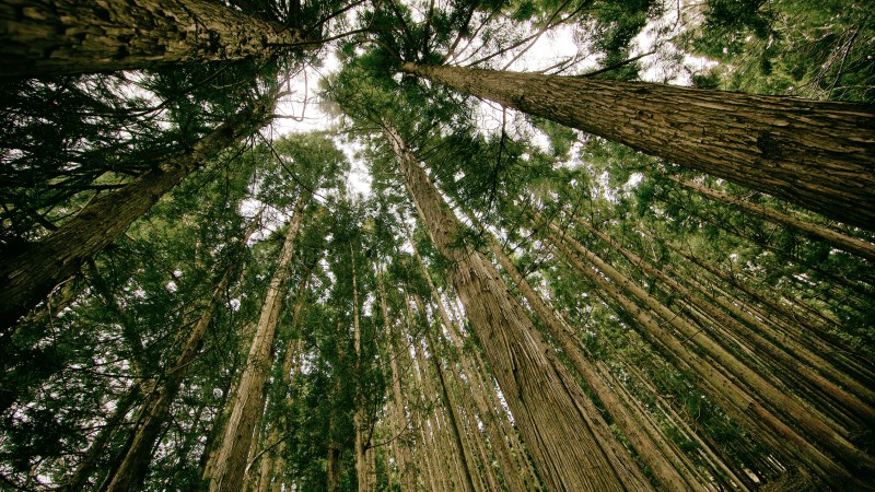 forest, 5k, 4k wallpaper, threes, green, wallpaper (horizontal)