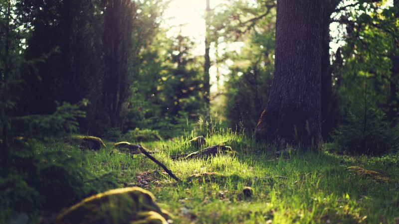 Yosemite, 5k, 4k wallpaper, 8k, forest, OSX (horizontal)
