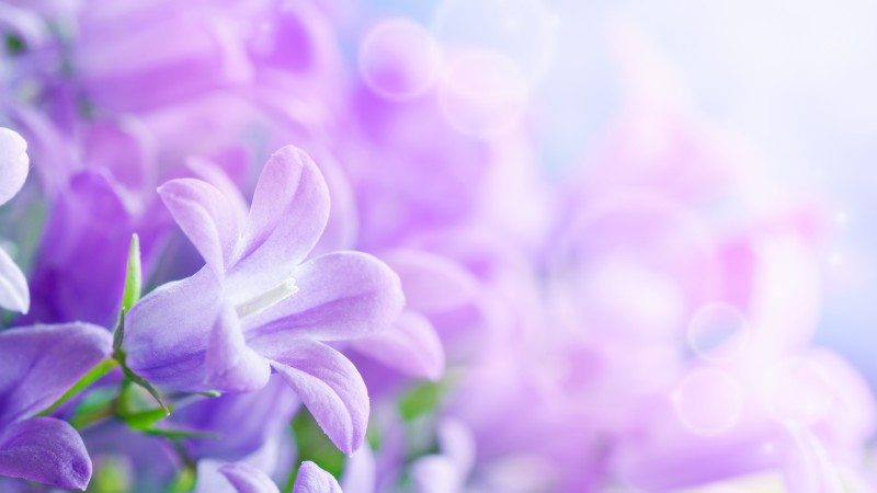 Morning glory, 5k, 4k wallpaper, 8k, purple, flowers, rays (horizontal)