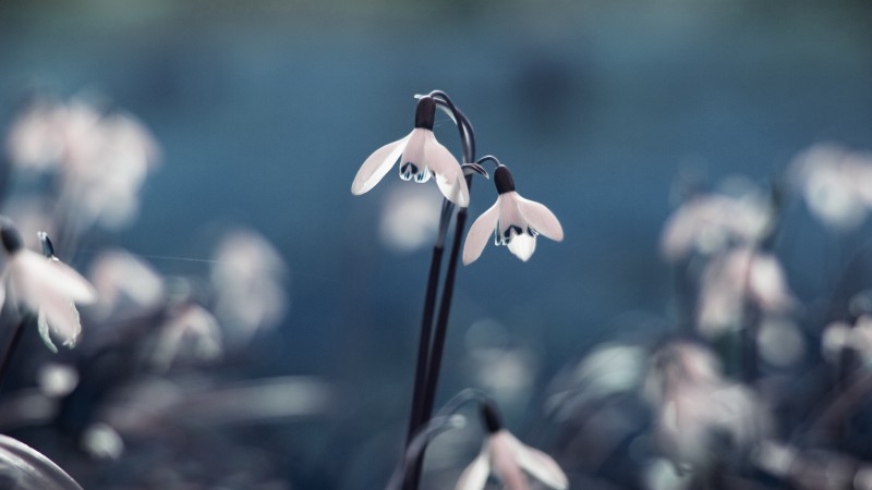 Blue Snowdrop, 5k, 4k wallpaper, flowers, spring (horizontal)