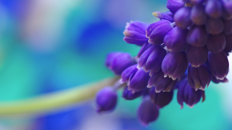 Muscari, 5k, 4k wallpaper, flowers, purple (horizontal)