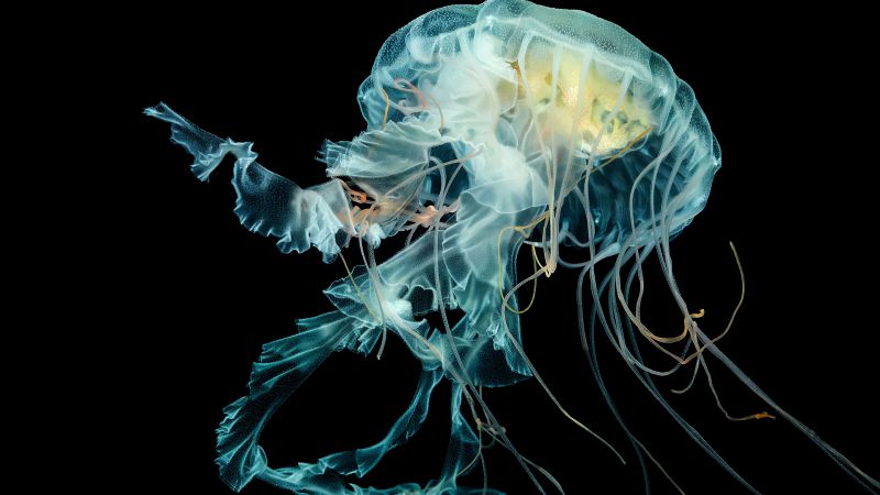 Apple Watch Wallpaper Jellyfish, 4k, HD wallpaper, Lion's mane jellyfish, underwater (horizontal)