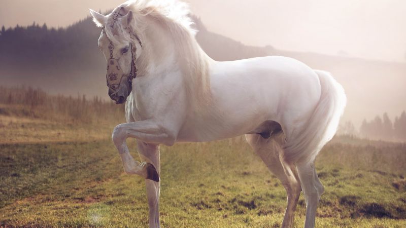 Horse, cute animals, sunset (horizontal)