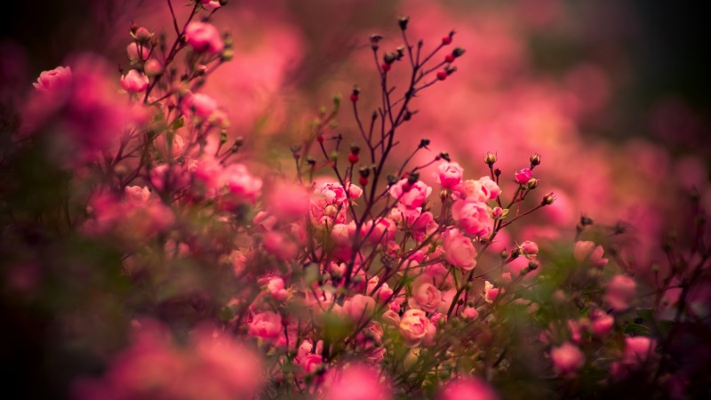 rose, 5k, 4k wallpaper, pink, bokeh (horizontal)