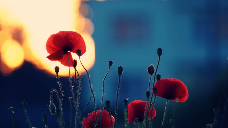 Poppy, 5k, 4k wallpaper, flowers, fiels (horizontal)