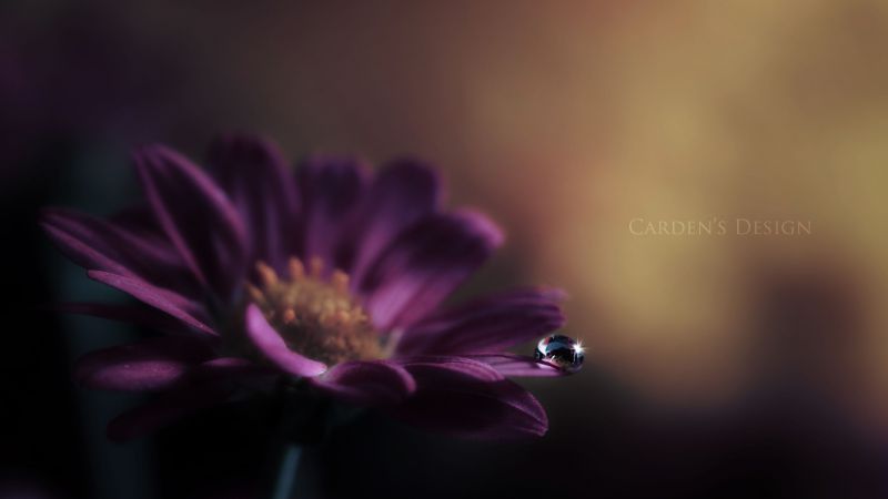 Gerbera, HD, 4k wallpaper, flower, dew (horizontal)