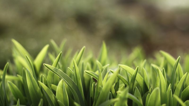 Green grass, 5k, 4k wallpaper, macro (horizontal)
