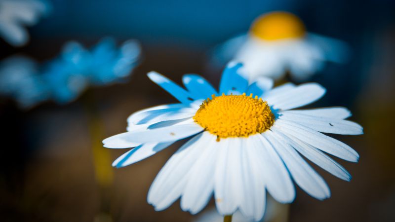Gerbera, HD, 4k wallpaper, macro, white (horizontal)
