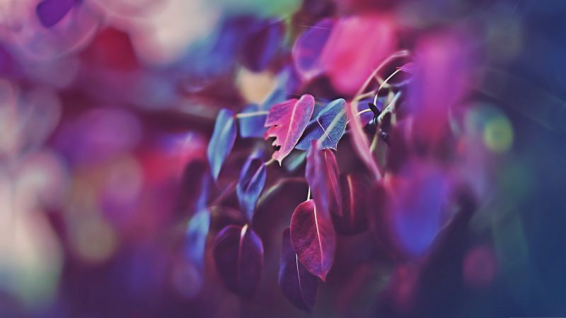 Leaves, 5k, 4k wallpaper, macro, purple (horizontal)