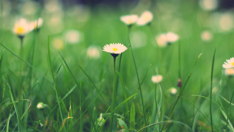 Wildflowers, HD, 4k wallpaper, macro, meadows (horizontal)