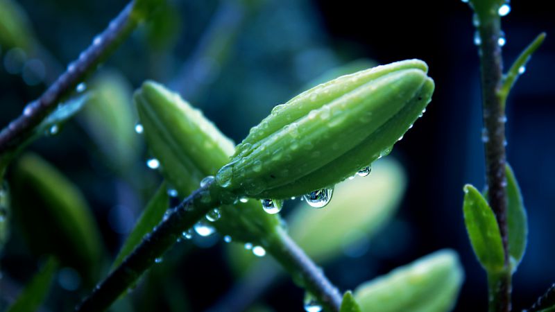 Flowers, HD, 4k wallpaper, plant, macro, drops (horizontal)