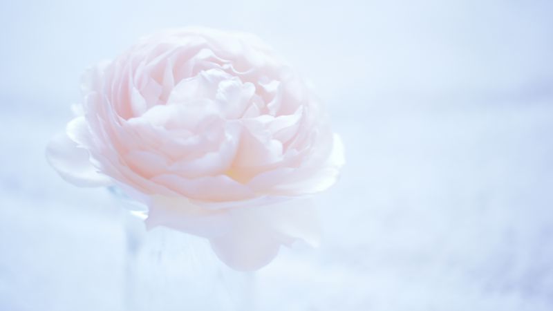 Camellia, 5k, 4k wallpaper, 8k, flower, pink (horizontal)