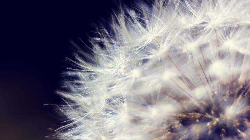 Dandelion, HD, 4k wallpaper, macro, flowers (horizontal)