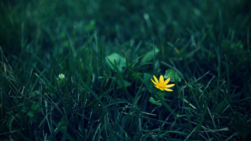 Wildflower, 5k, 4k wallpaper, meadows, yellow, flower (horizontal)