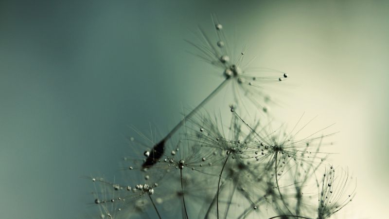 Dandelion, HD, 4k wallpaper, macro, flowers (horizontal)