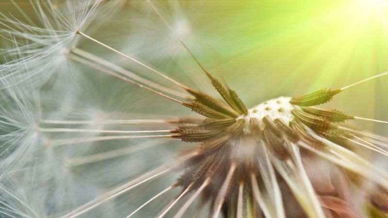 Dandelion, 5k, 4k wallpaper, flowers, macro (horizontal)