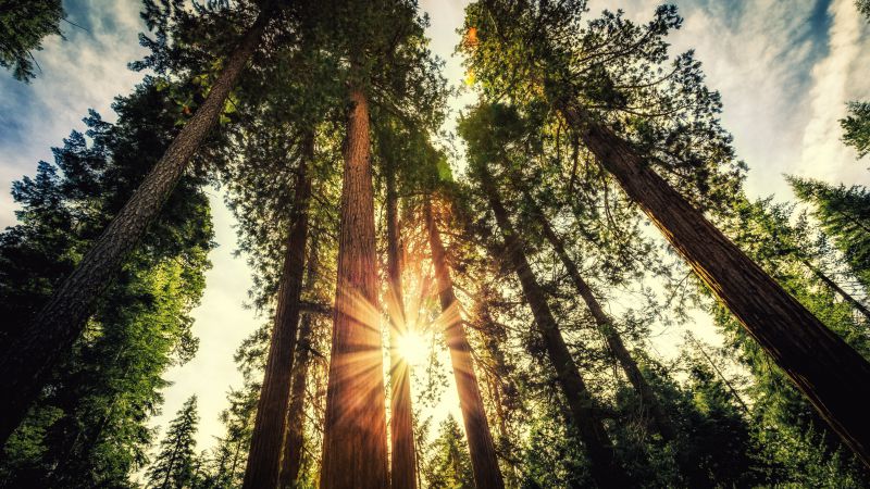 Forest, 5k, 4k wallpaper, trees, sunlight (horizontal)