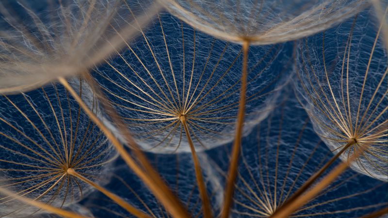 Dandelions, 5k, 4k wallpaper, macro, flowers (horizontal)