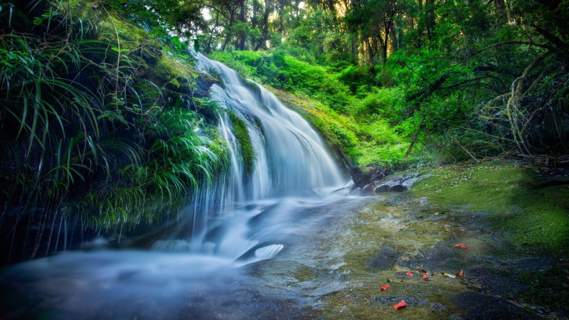 forest, 5k, 4k wallpaper, 8k, rocks trees, plants, waterfall, river (horizontal)