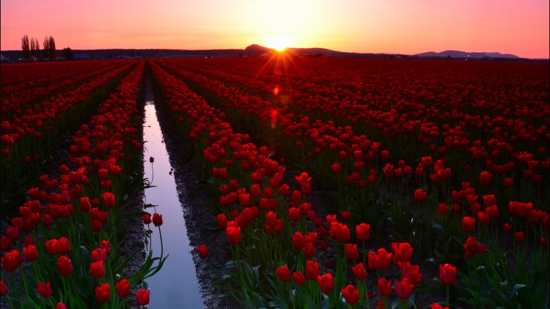 Skagit Valley, 4k, 5k wallpaper, 8k, Washington, USA, Tulip Fields, Sunset, travel, tourism, flowers (horizontal)