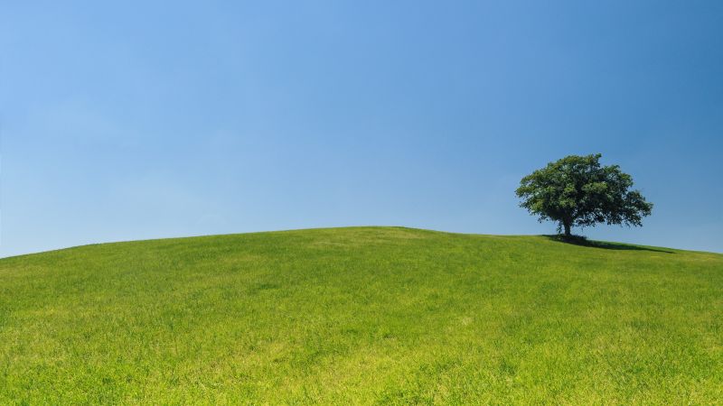 Meadows, 4k, 5k wallpaper, trees, sky (horizontal)