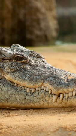 Nile Crocodile, reptilies (vertical)