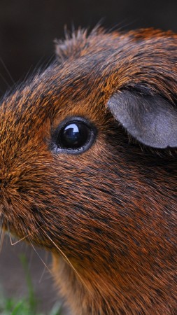 Guinea Pig, brown, cute animals (vertical)