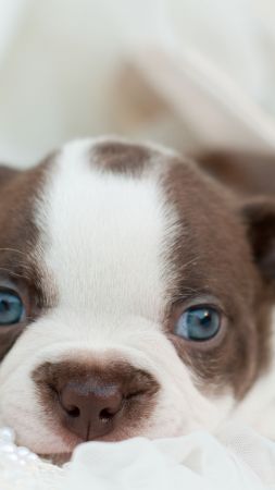bulldog, dog, puppy, funny pets, cute animals (vertical)