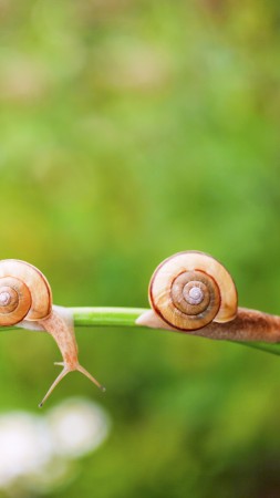 snail, nature, sunshine (vertical)