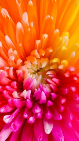 colourful flowers, 4k, HD wallpaper, flowers (vertical)