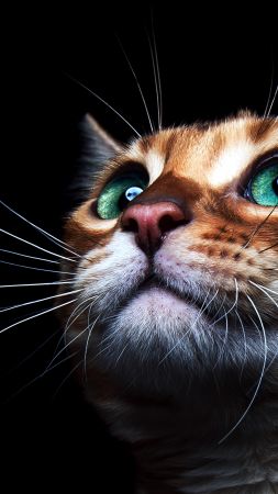 Kitty, kitten, cat, eyes, cute (vertical)