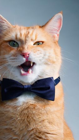 cat, bow, cute, funny animals (vertical)