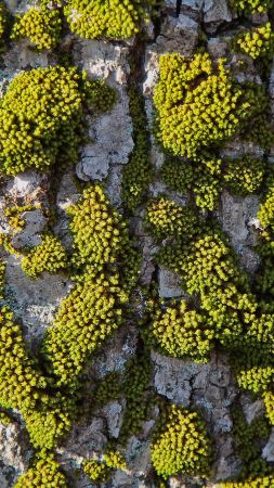 abstract, 8k, 4k, 5k wallpaper, moss, tree (vertical)