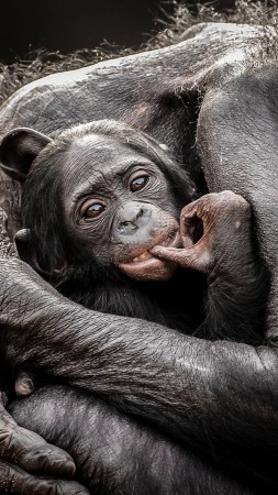National Geographics, Monkey, Baby, Hugs (vertical)