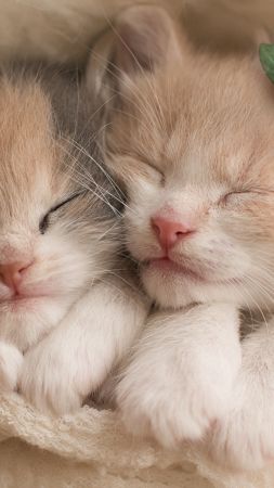 kittens, cats, cute (vertical)