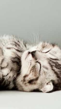 kittens, cats, cute, 4k (vertical)