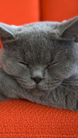 cat, cute (vertical)
