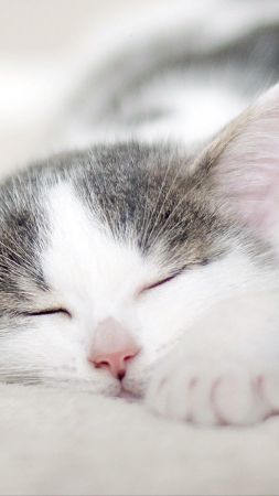 kitten, cat, cute, 4k (vertical)