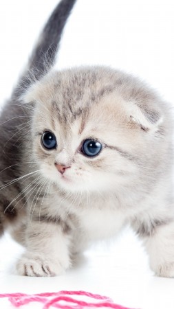 kitten, cat, cute, 4k (vertical)