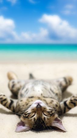 kitten, cat, cute, 5k (vertical)