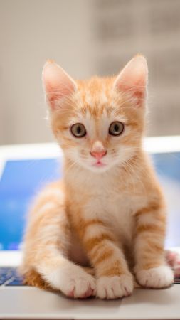kitten, cat, cute, 8k (vertical)