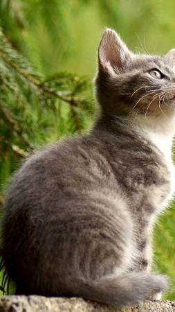 kitten, cat, cute, 4k (vertical)