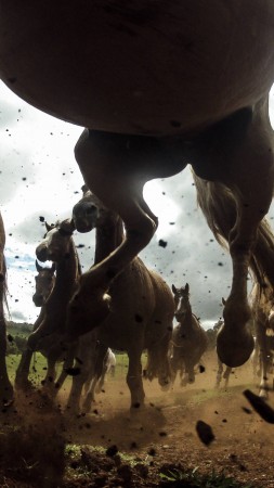 Horse, Run, Speed, National Geographics (vertical)